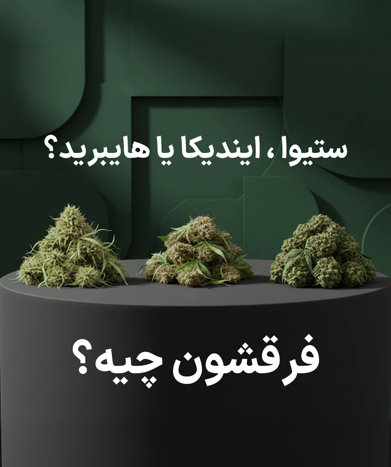 فرق گل و ماریجوانا ستیوا ایندیکا و هایبرید